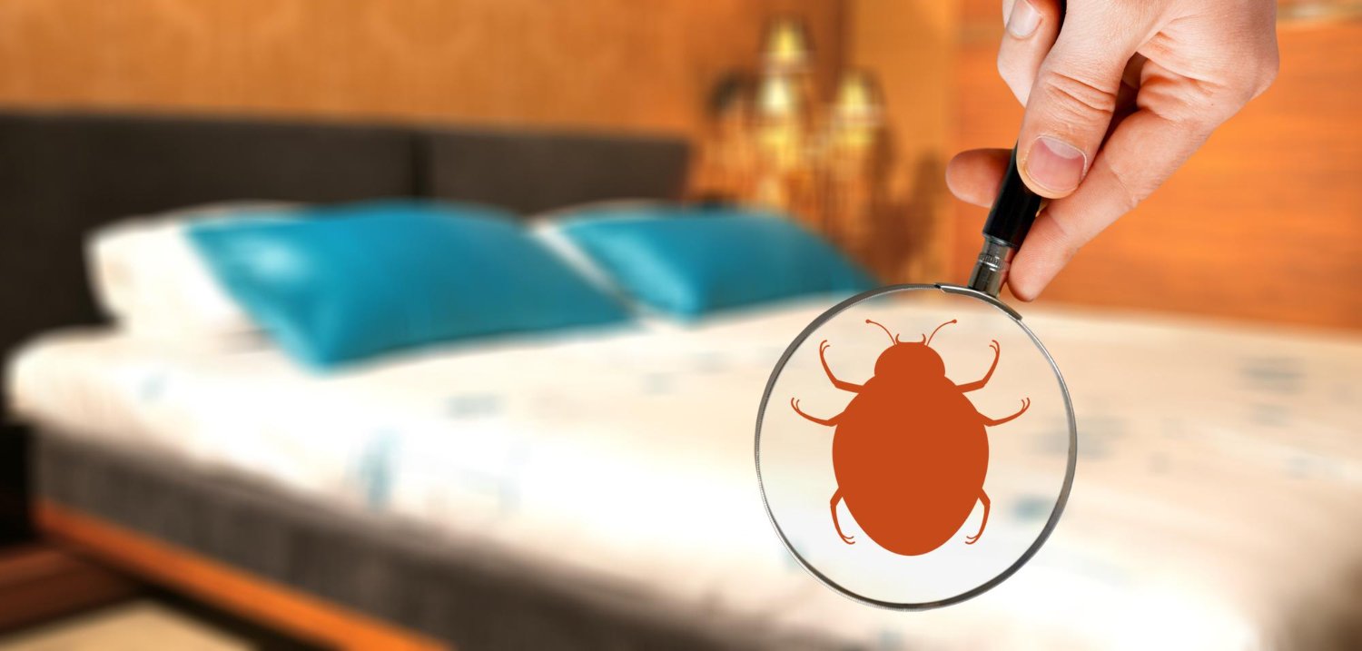 bed bug pest control Ajman