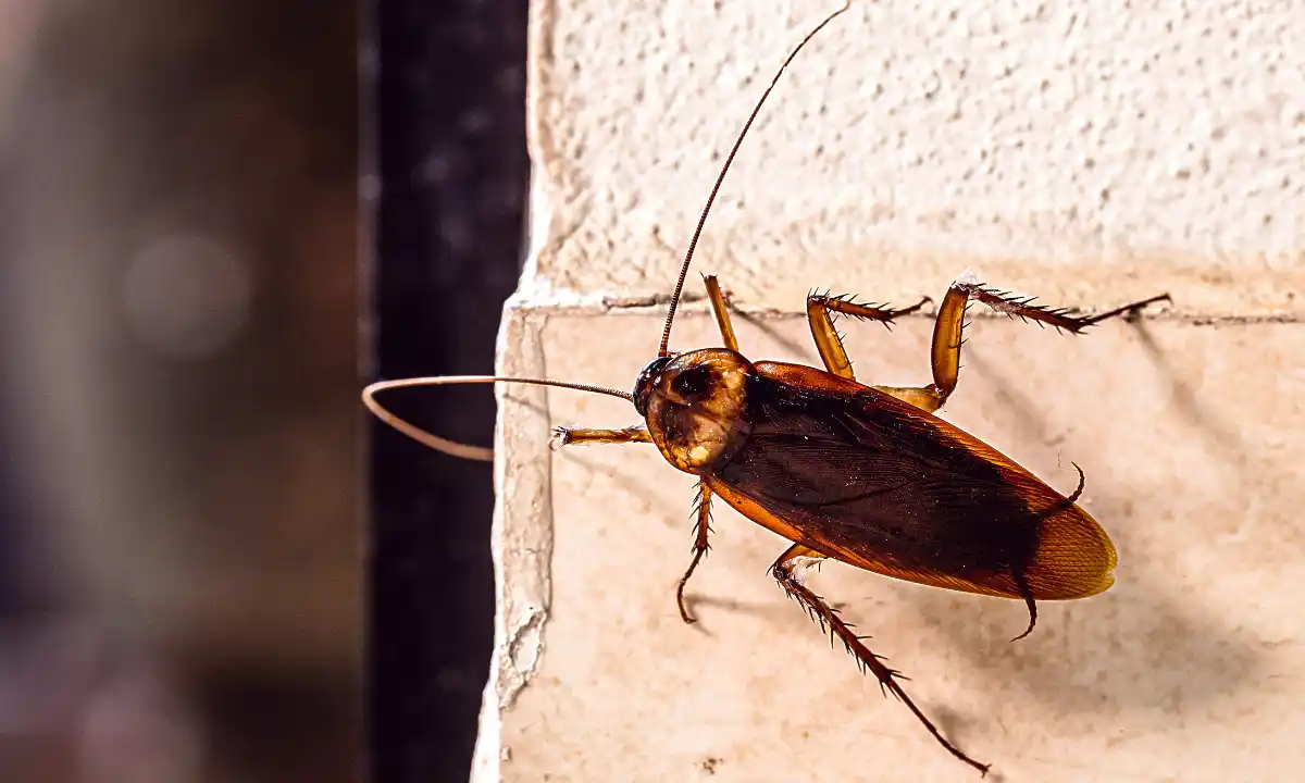 frequent cockroach problems
