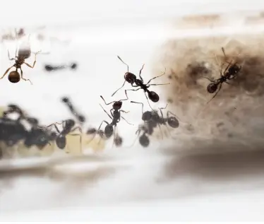 How ants form colonies