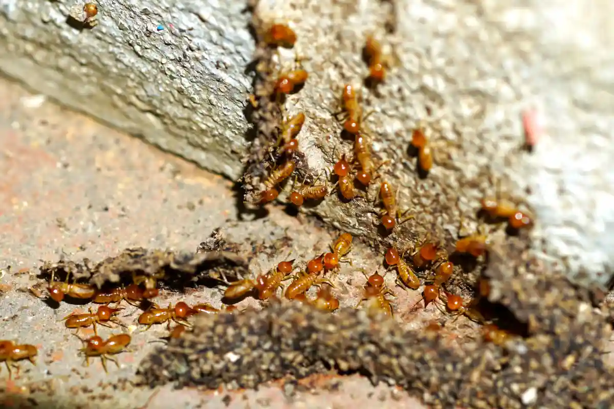 Anti Termite Service in Sharjah for Long Term Property Protection