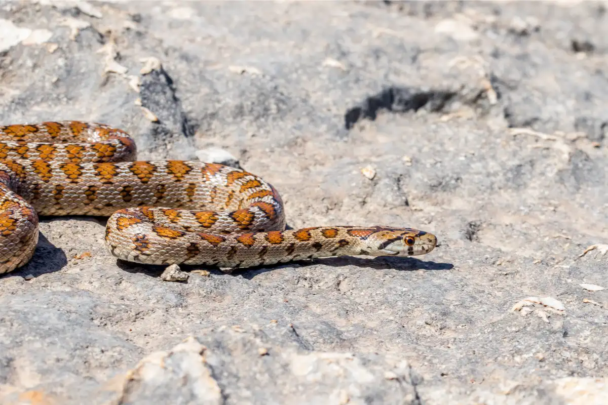 Signs of Snake Presence Around Your Property