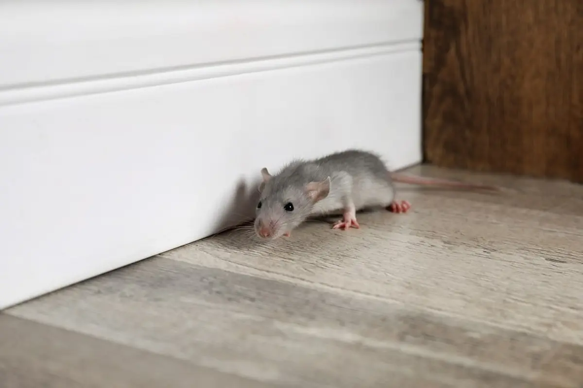 Health Risks of Rodent Infestation in Residential Areas