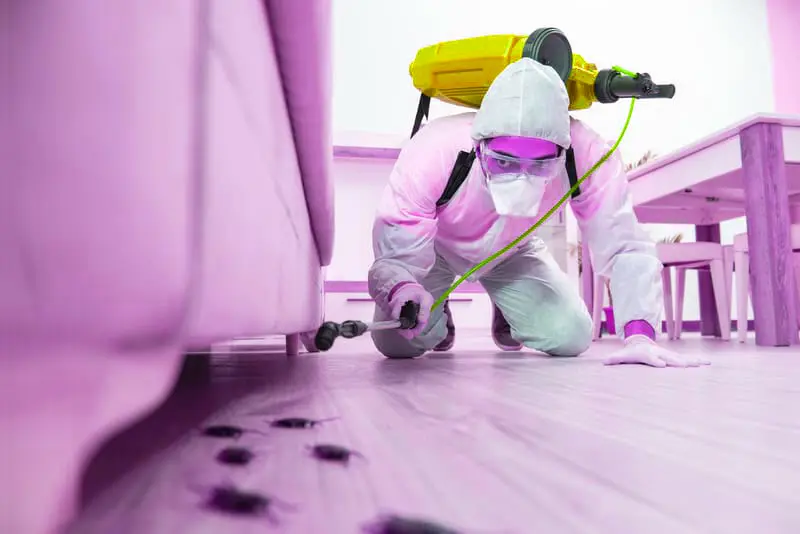 Pest Management in Sharjah