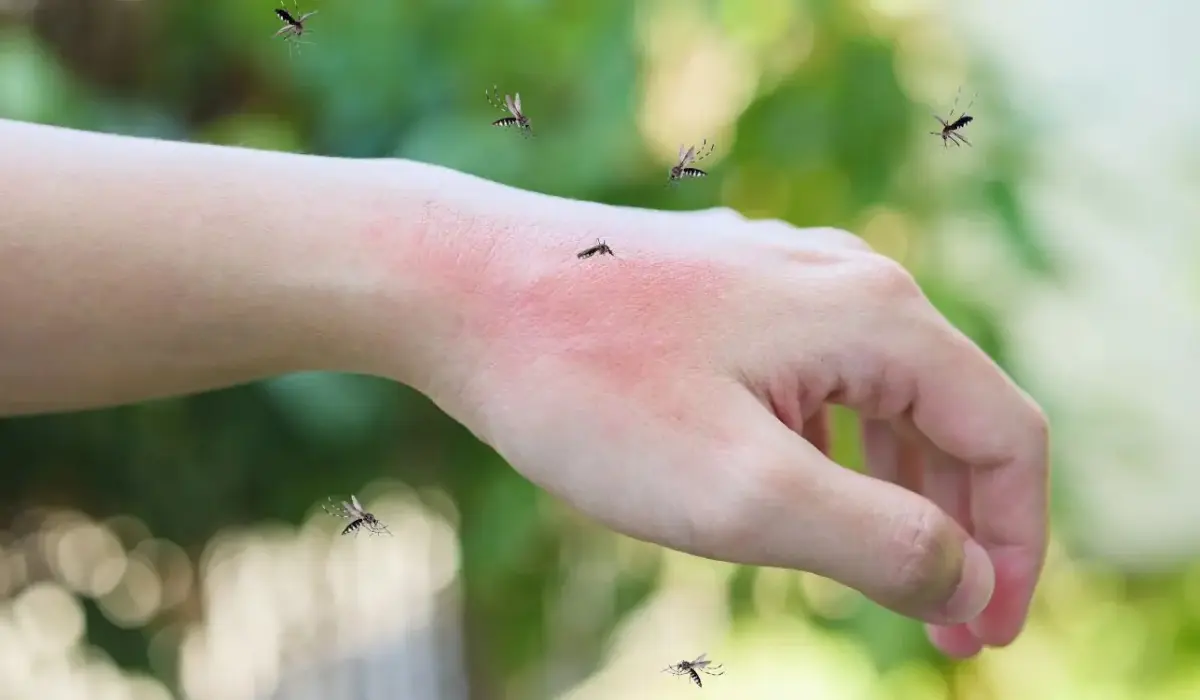Why Mosquito Infestation Increases During Certain Seasons