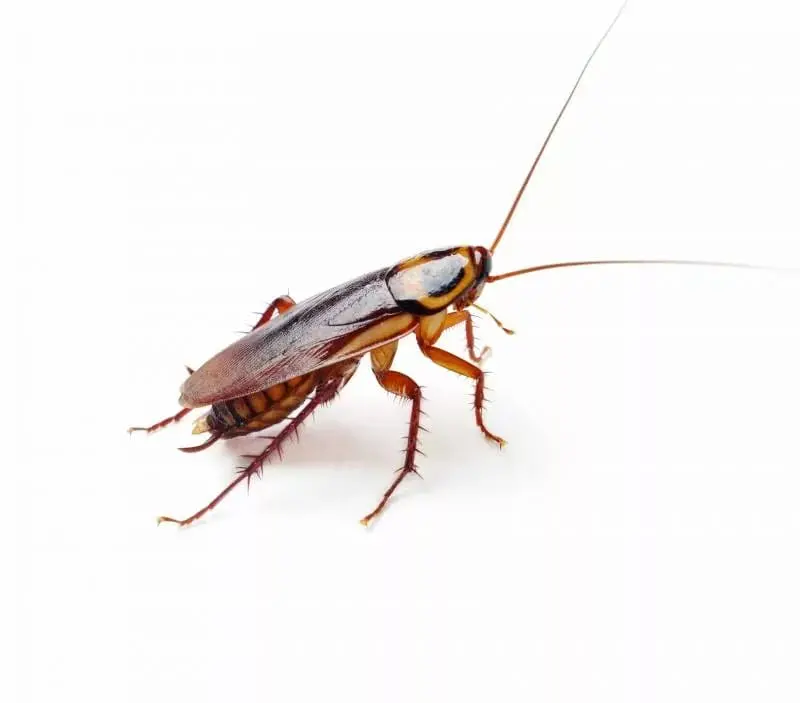 prevention tips for cockroaches