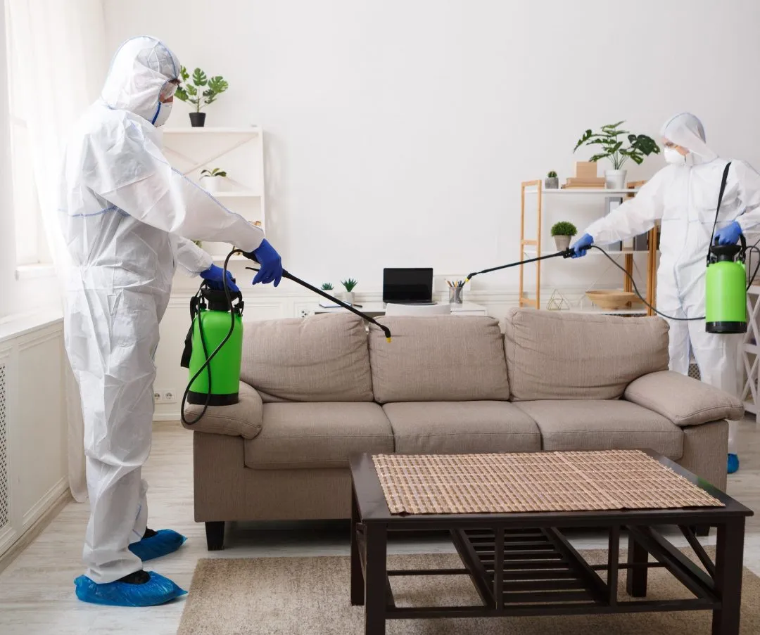 Silent Invaders: How Termites Impact Our Homes