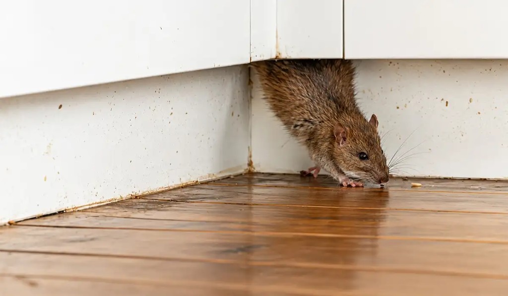 Signs of rat activity in a Sharjah home — rat near cabinets