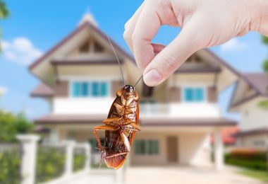 pest-control-companies-in-sharjah