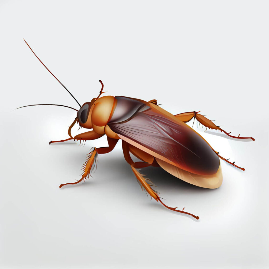 Effective Cockroach Pest Control Services in Sharjah