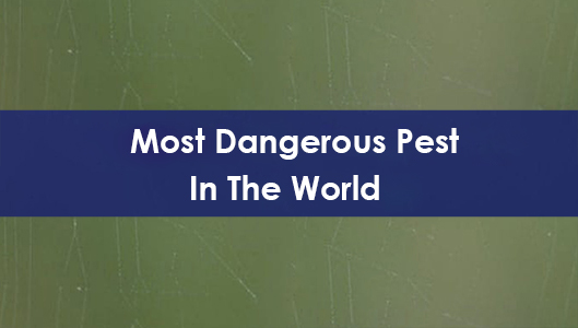 Dangerous Pest