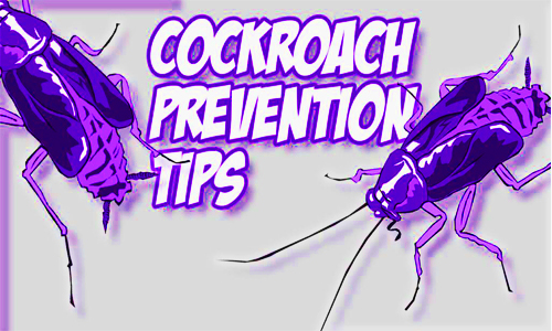cockroache Prevention tips