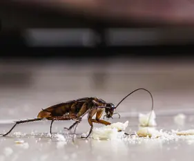 Choosing the Right Cockroach Treatment