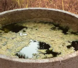 Water Tank Algae and Sludge
