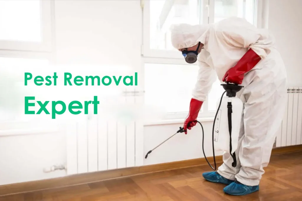 Pest removal expert