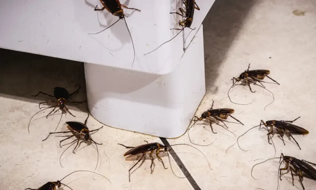 The Real Reason Cockroaches Survive Common Treatments