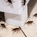 The Real Reason Cockroaches Survive Common Treatments