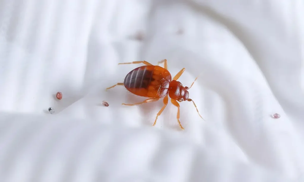 Bed Bug Life Cycle in Sharjah