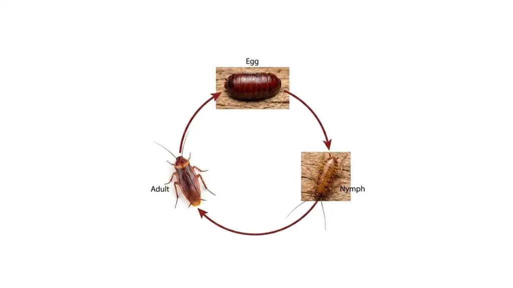 life-cycle of cockroach