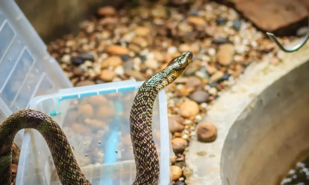 Why Snakes Appear Around Homes in Summer