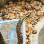 snakes around homes