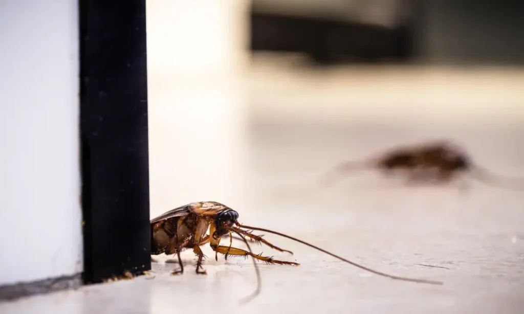 Common Cockroach Types Found in Sharjah Homes