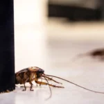types of cockroaches in Sharjah homes