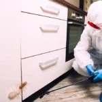 termite control Sharjah