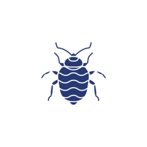 bed bug