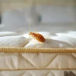 bed bug heat treatment