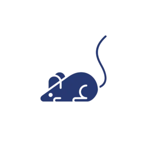 rodent