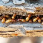 termite treatment Sharjah