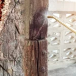 Termite Treatment Sharjah