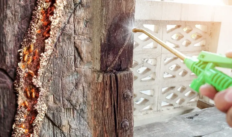 Pre-Construction vs Post-Construction Termite Treatment in Sharjah – Which Do You Need?