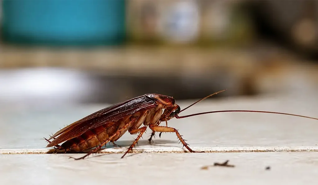 cockroach treatment Sharjah