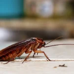 cockroach treatment Sharjah