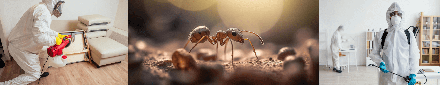 Ant Pest Control Solutions