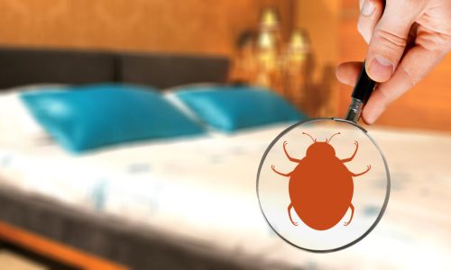 bed bug pest control Ajman