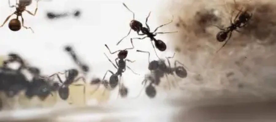 How ants form colonies